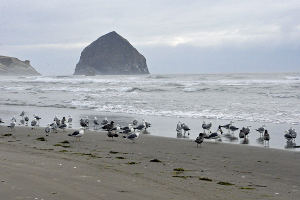 seagulls and Haystack Rock