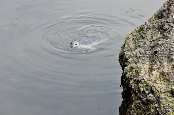 A seal swimming around the dock area