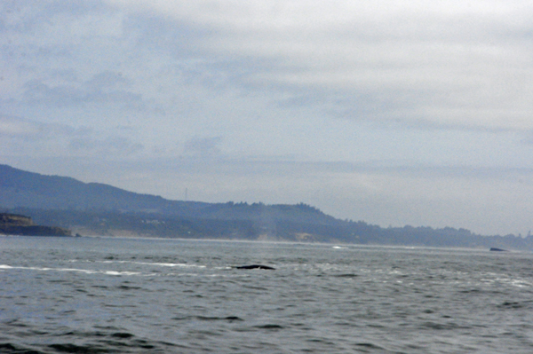whale spouting