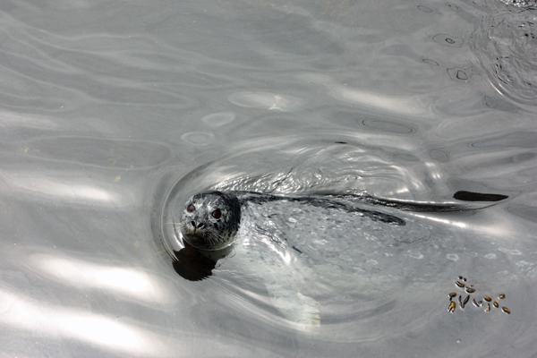 A seal swimming around the dock area