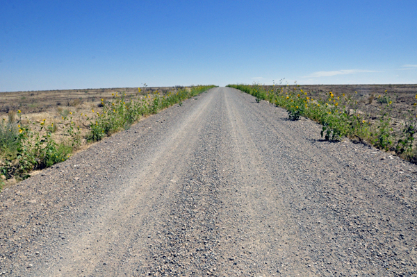 gravel road to Brueneau Overlook of Bruneau Canyon -  lined with sunflowers