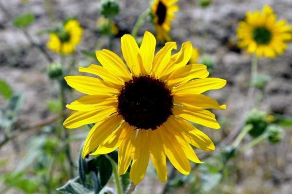 sunflowers along the road to Bruneau Overllok at Bruneau Canyon