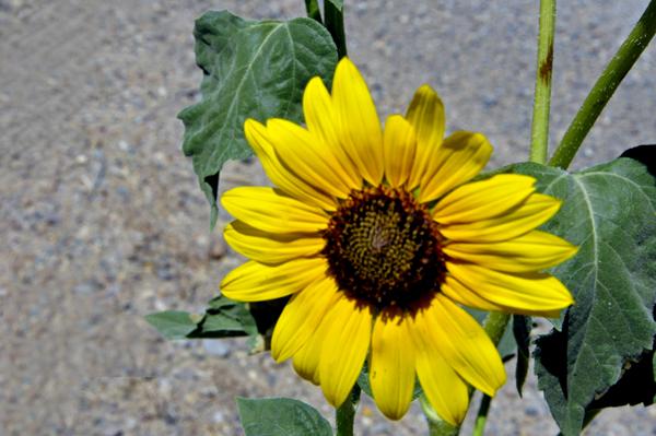 sunflower along the road to Bruneau Overllok at Bruneau Canyon