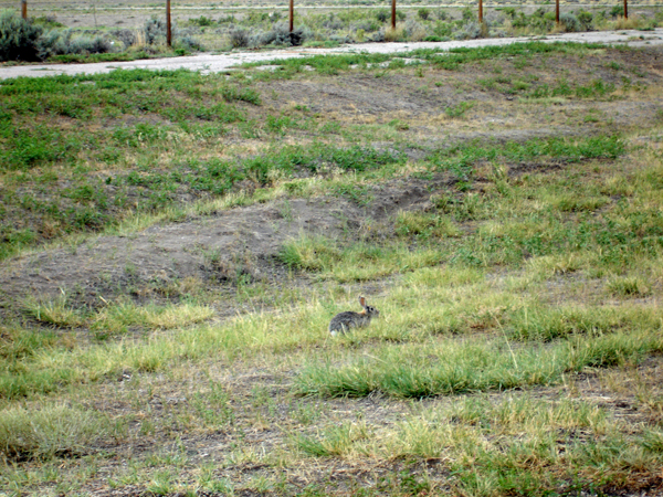 a rabbit at Independence Rock
