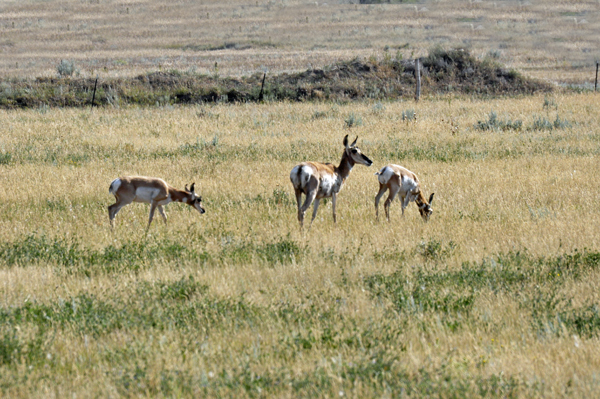 pronghorns by Healy Reservoir?