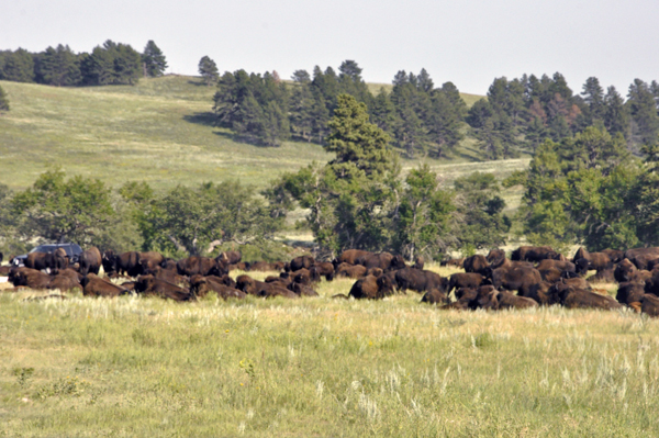 herd of buffalo - bison