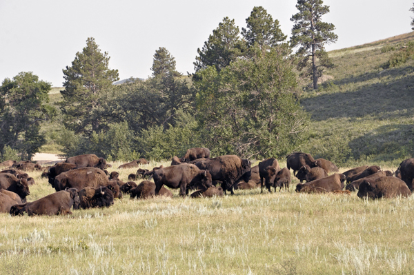 herd of buffalo - bison