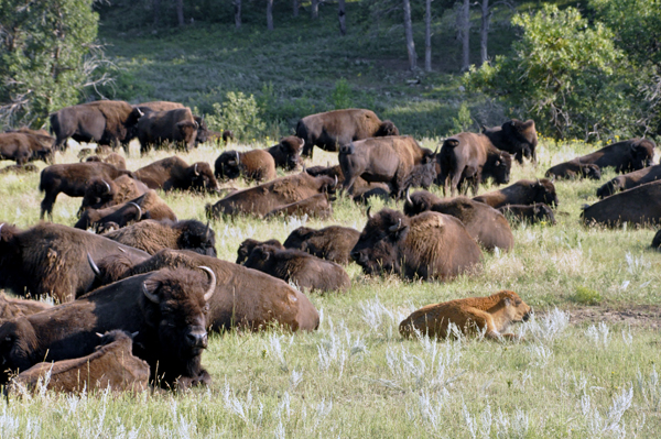 herd of buffalo - bison and a baby