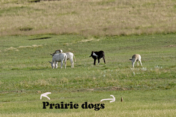 wild donkeys and prairie dogs