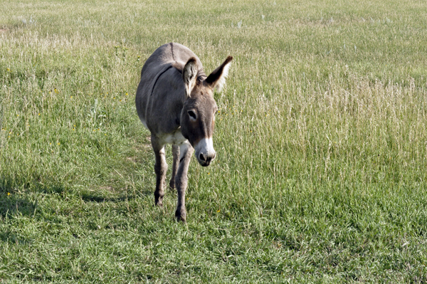 a wild donkey