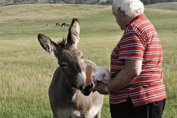 Lee Duquette feeding the wild donkey carrots