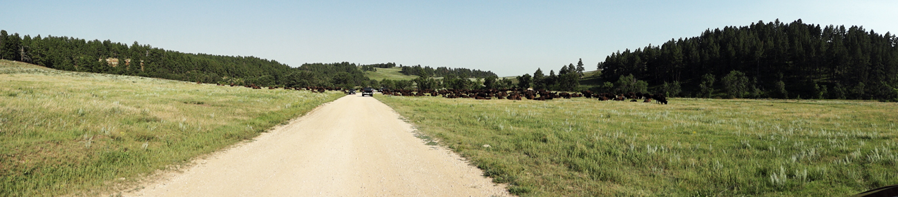 dirt road and herd of buffalo