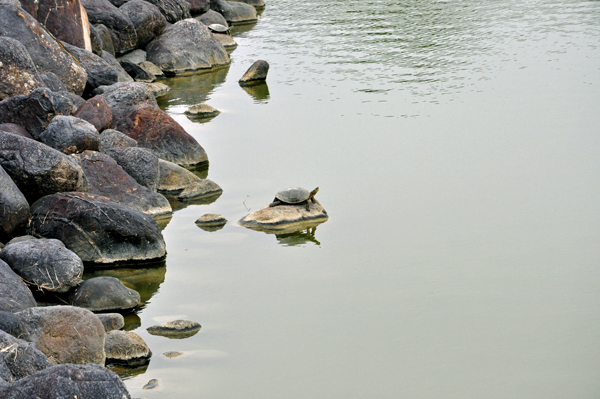 turtle at Capitol Lake