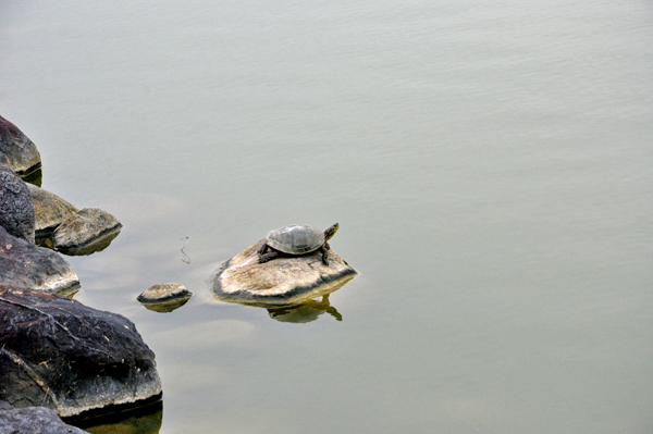 turtle at Capitol Lake