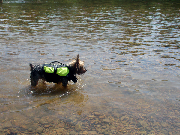 A little dog in a life jacket