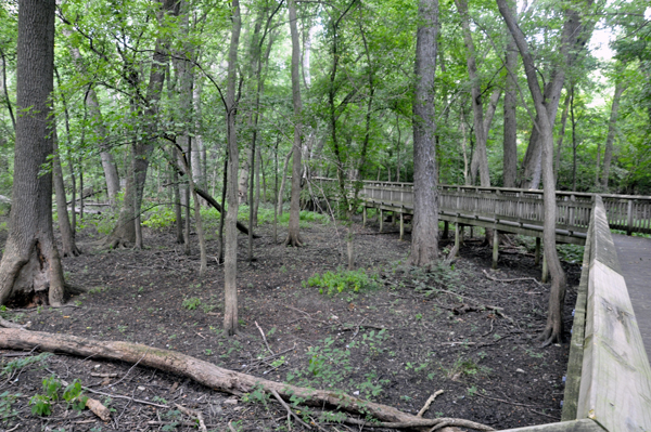 boardwalk through the area labeled as the wet woods area
