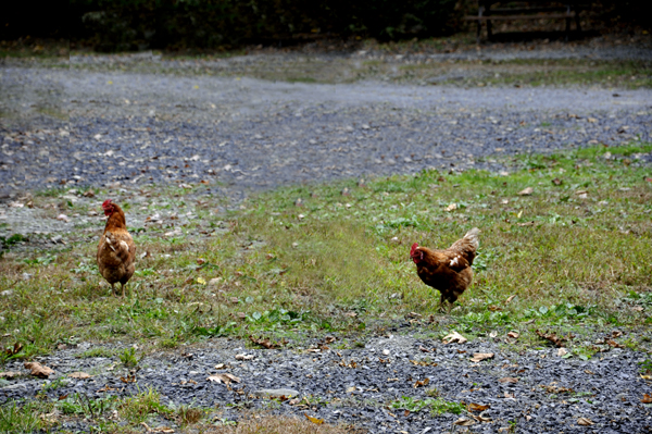wild roosters by the RV of the two RV Gypsies