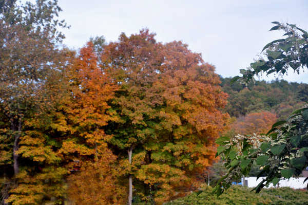 fall foliage in Branch Brook Campground