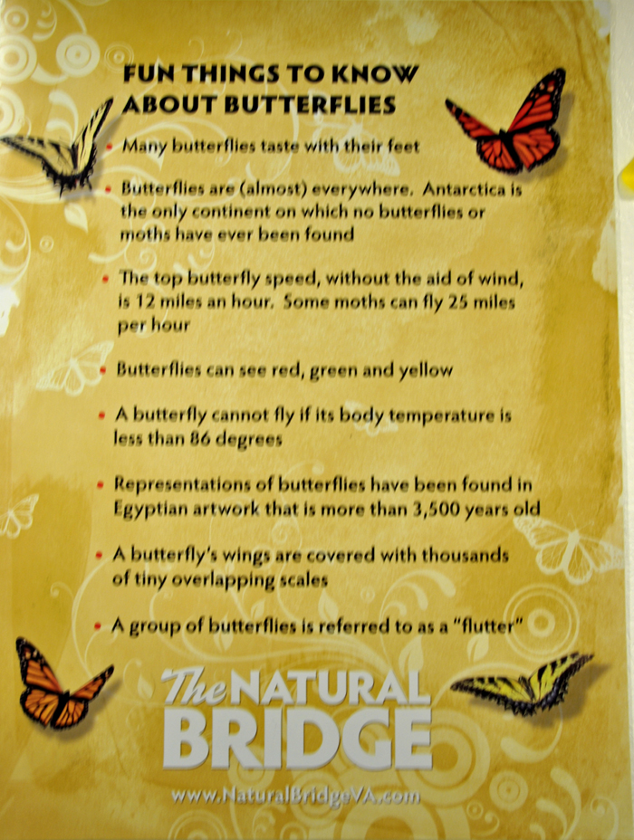 fun things to know about butterflies