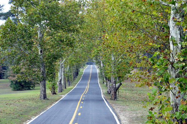 road leading into Four Oaks RV Resort is lined with Sycamore Trees