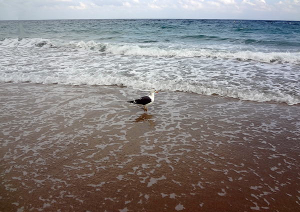 bird in the ocean