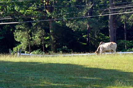 a horse in the campground