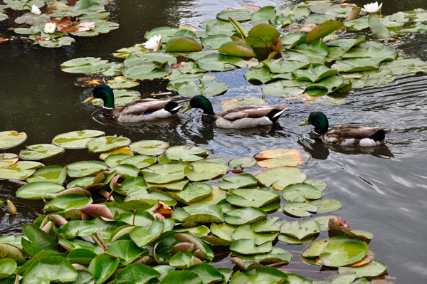 3 ducks going around the pond lilies