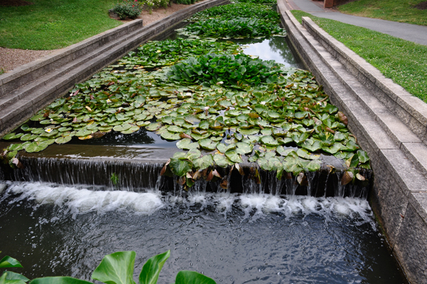 pond lilies at Carroll Creek