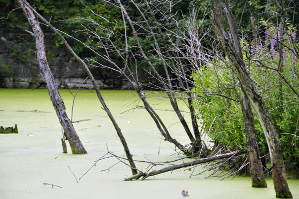 green covered water