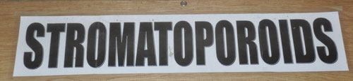 stromatoporoids sign