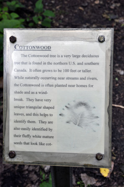 sign about the Cottonwood tree