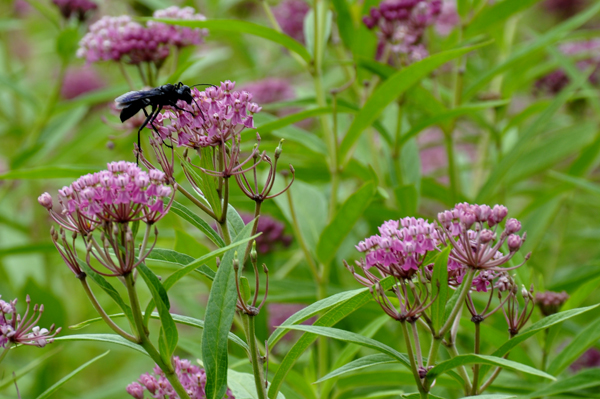 big black wasp on a flower