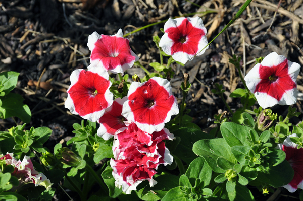 red and white pansies