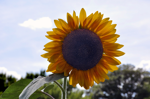 a very tall sunflower