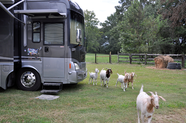 goats by the RV of the two RV Gypsies