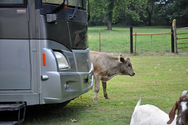 cow by the RV of the two RV Gypsies
