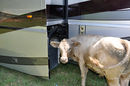 cow looking under the RV