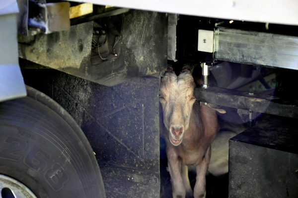 goat under the RV