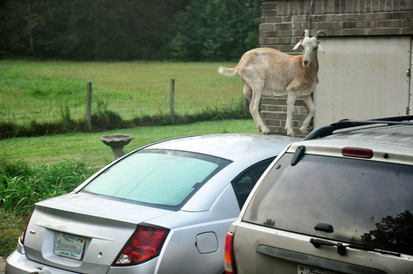 Goat on top of the two RV Gypsies' car