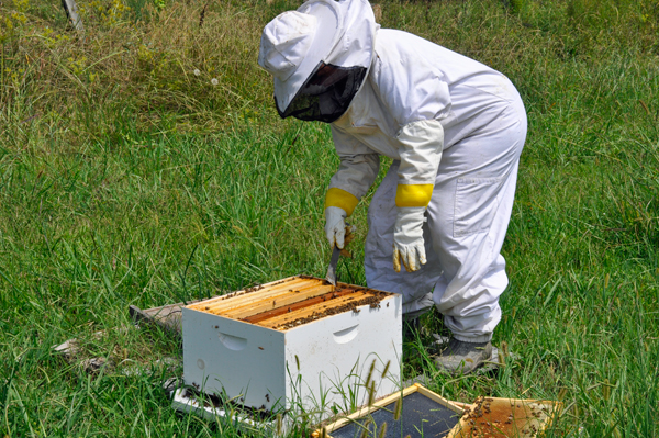 Karen Duquette opens the bees box