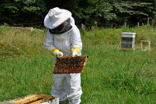 Karen Duquette handles the bees