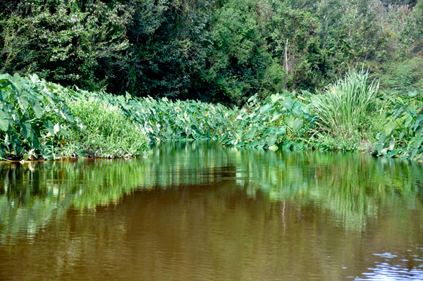 Pearl River Swamp