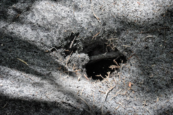 a Digger Wasp hole
