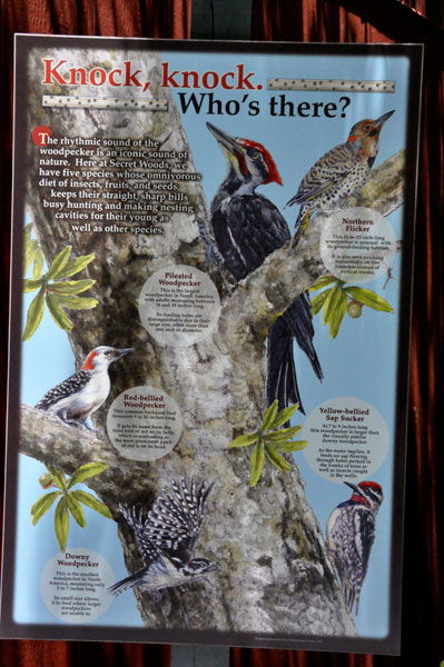 sign about woodpeckers