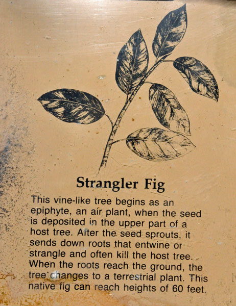 sign about the Strangler Fig tree
