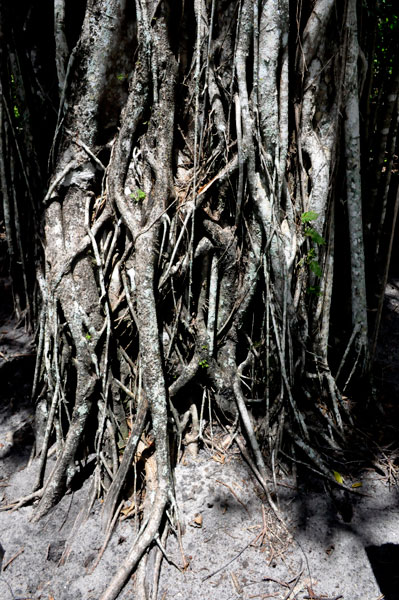 roots of a Strangler Fig tree