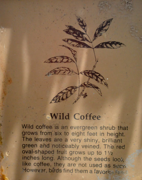 sign about the wild coffee plant