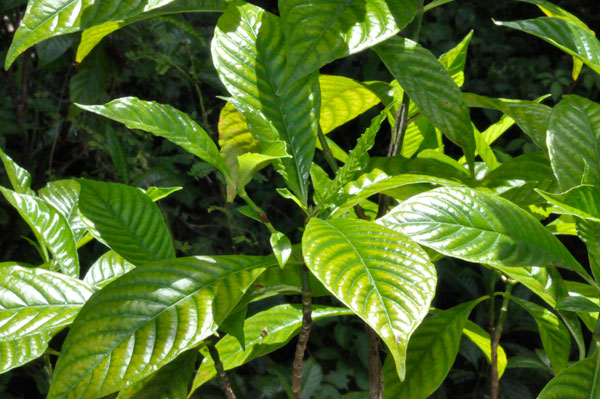 wild coffee plant
