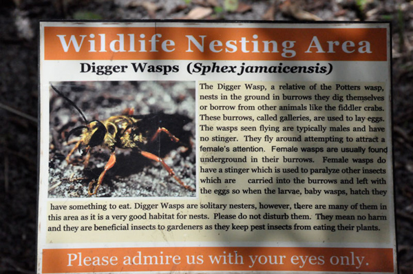 sign about Digger Wasps