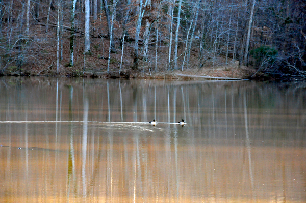 ducks on Lake Haigler